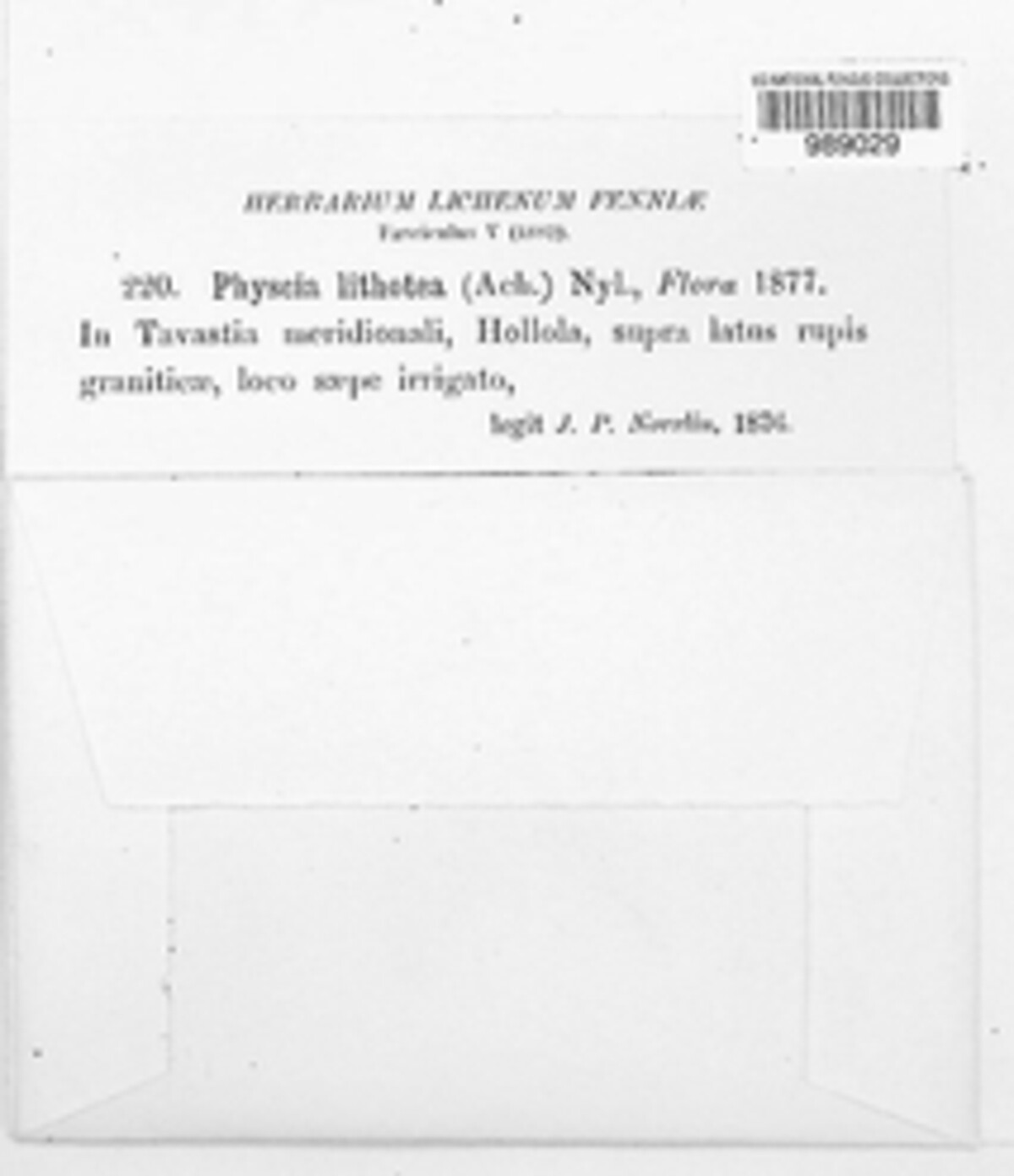 Physconia enteroxantha image